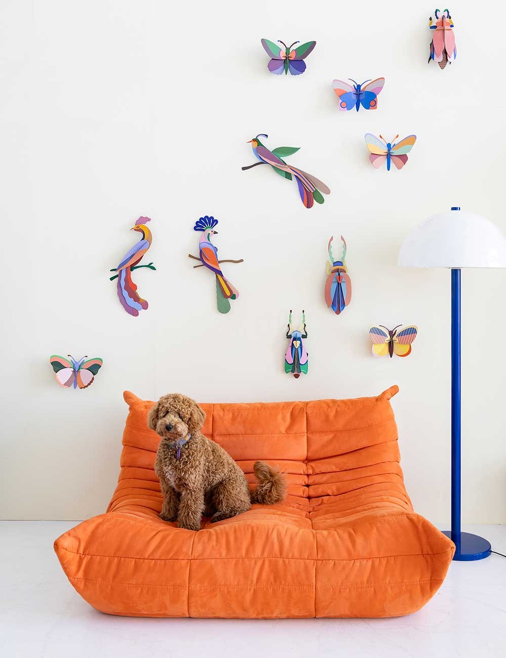 paradise bird maya