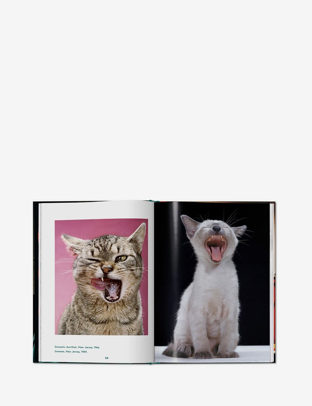 cats