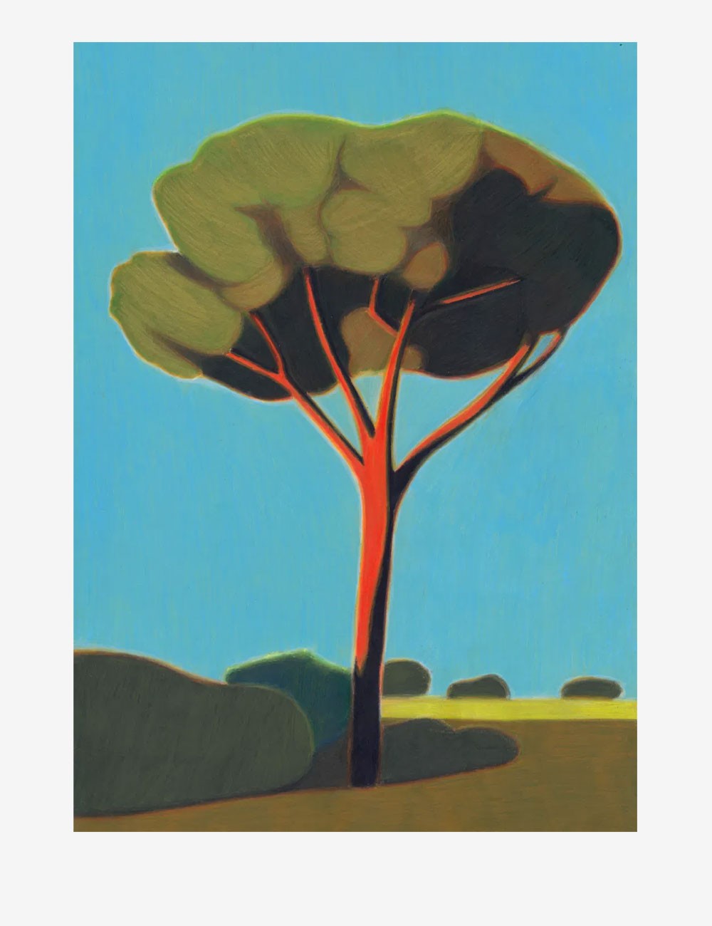 pinetree in toscana
