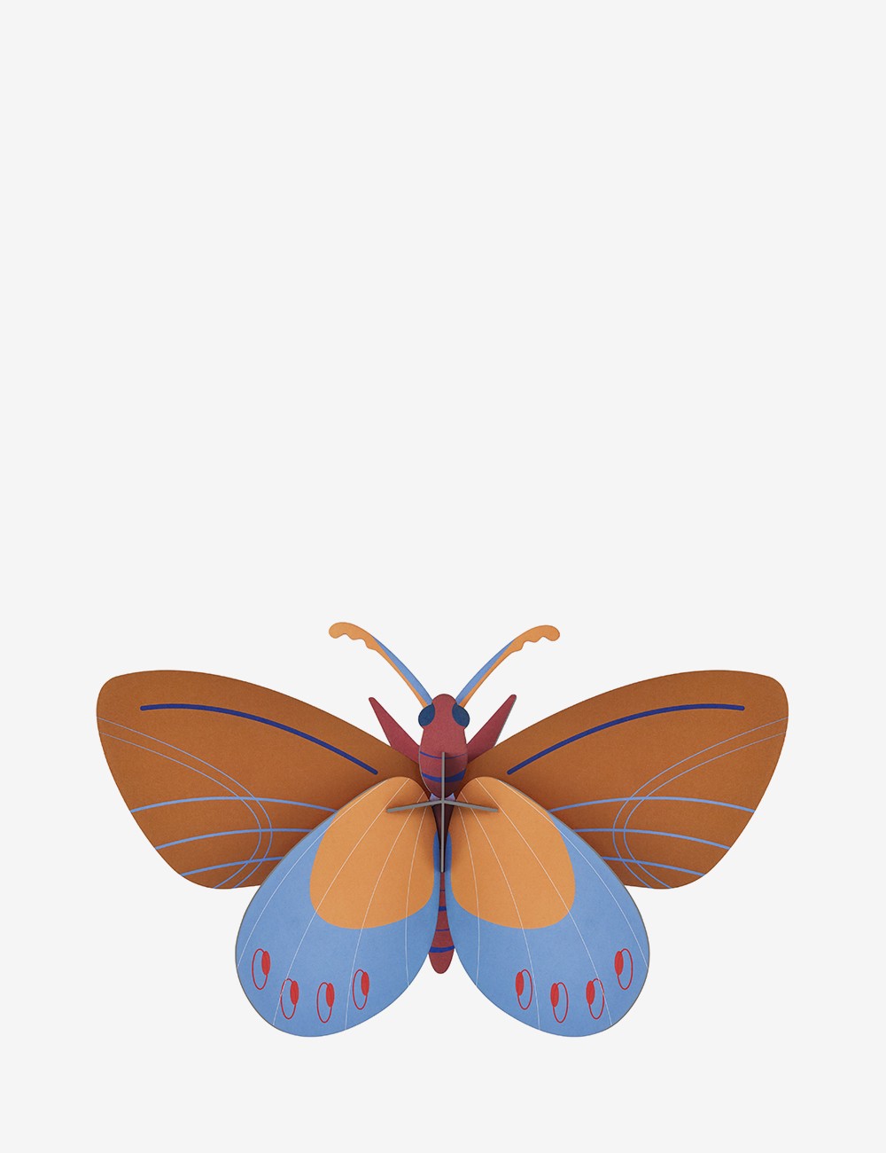 ochre costa butterfly