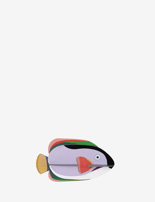KING ANGELFISH