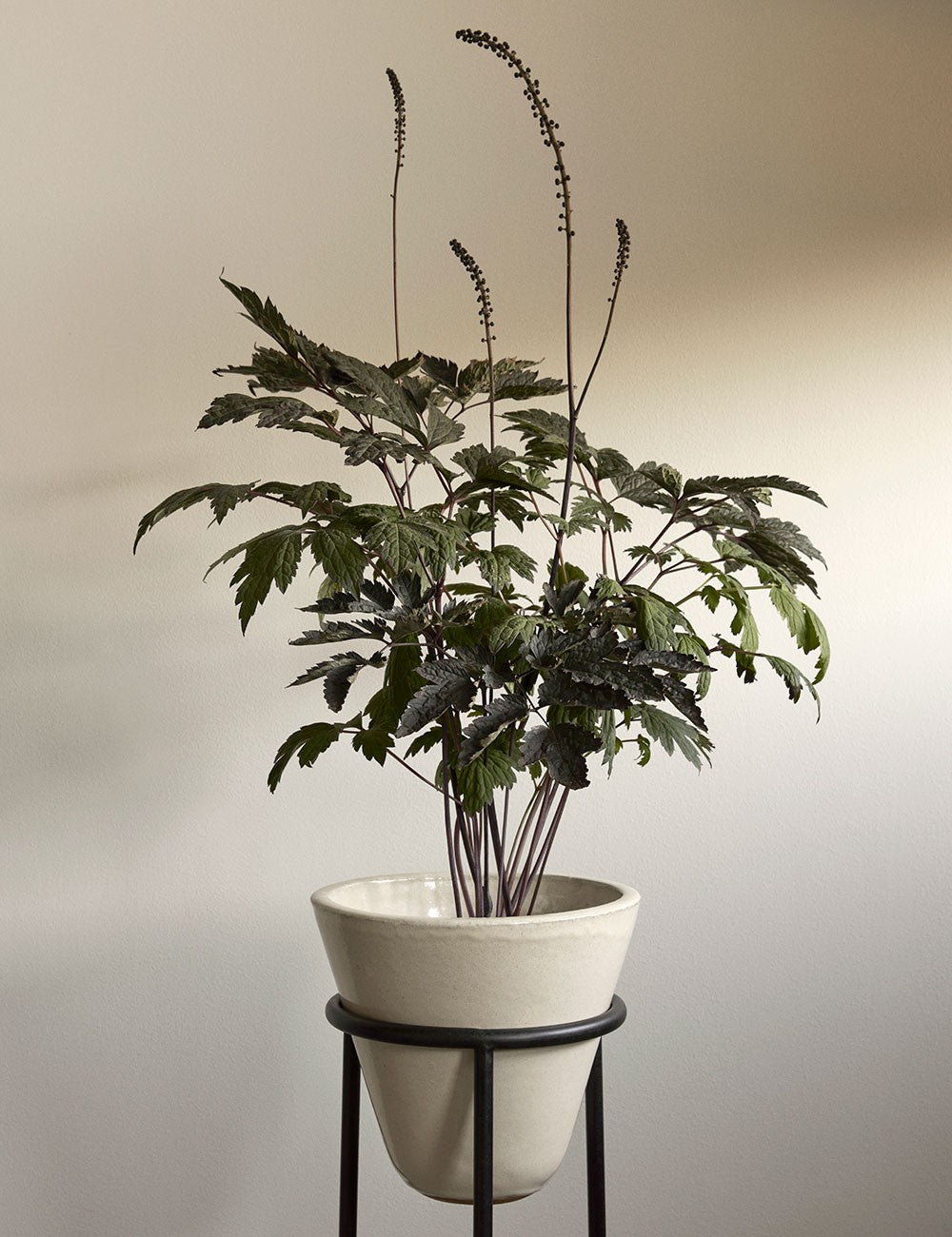 Vaso Daiza ø25