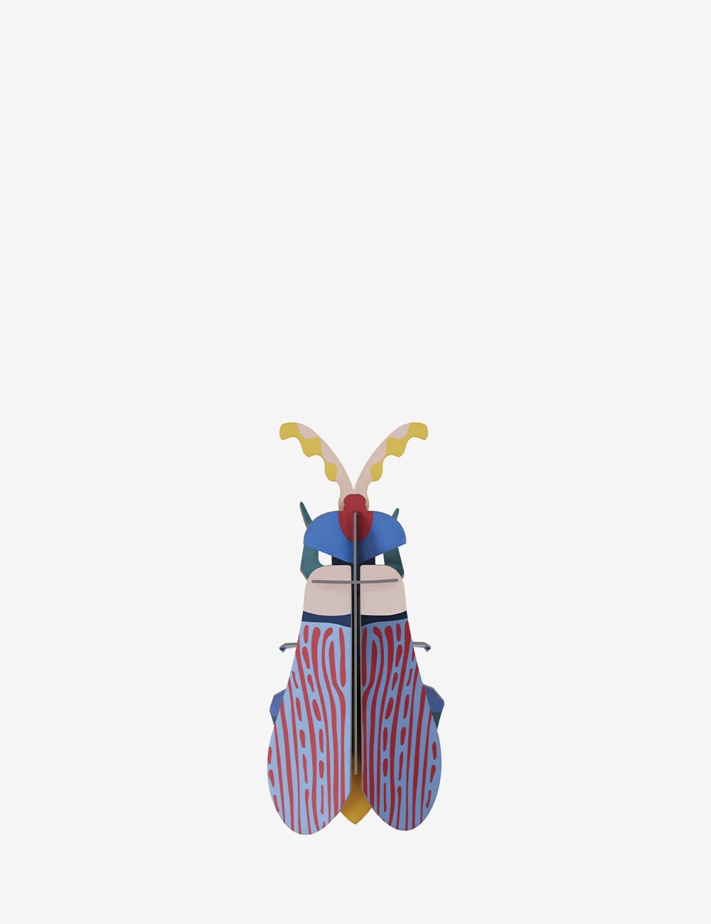 striped wing beetle