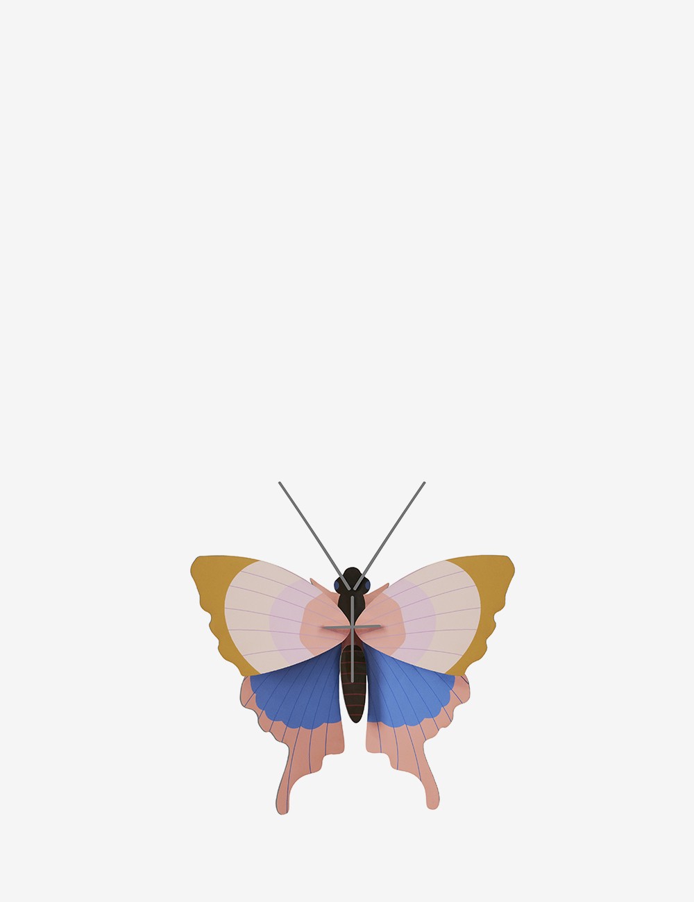 GOLD RIM BUTTERFLY
