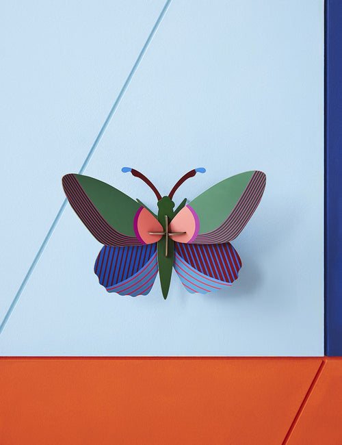 acacia butterfly