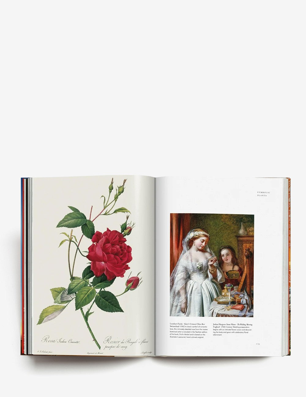 LA MAGIA DE LAS PLANTAS