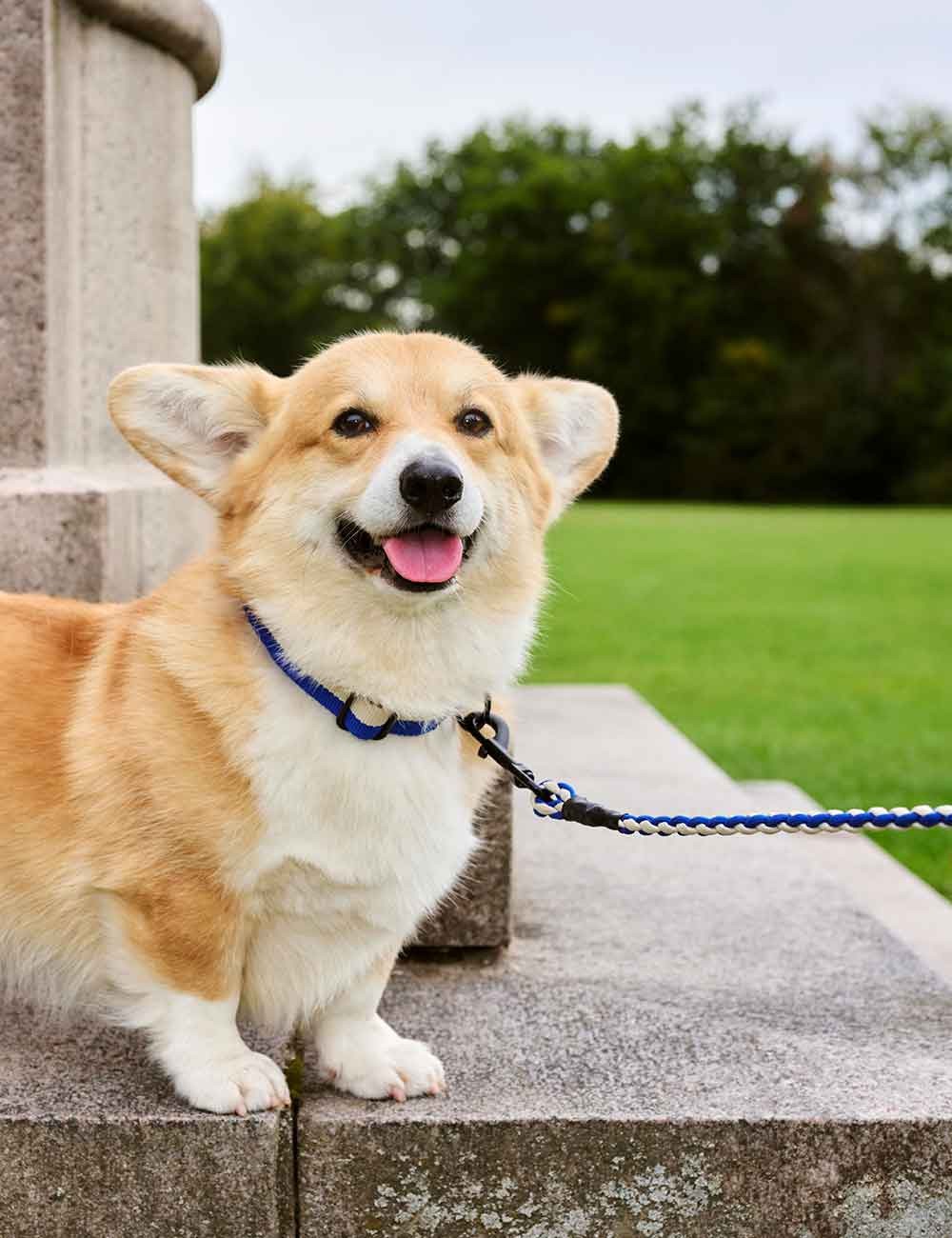 DOG COLLAR L
