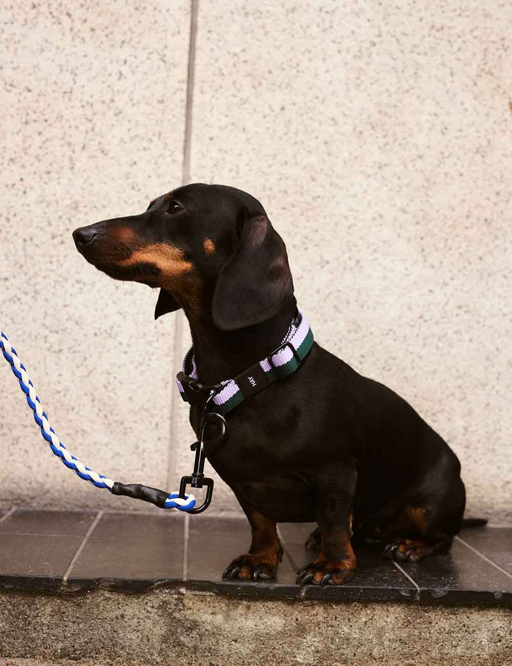 DOG LEASH BRAIDED
