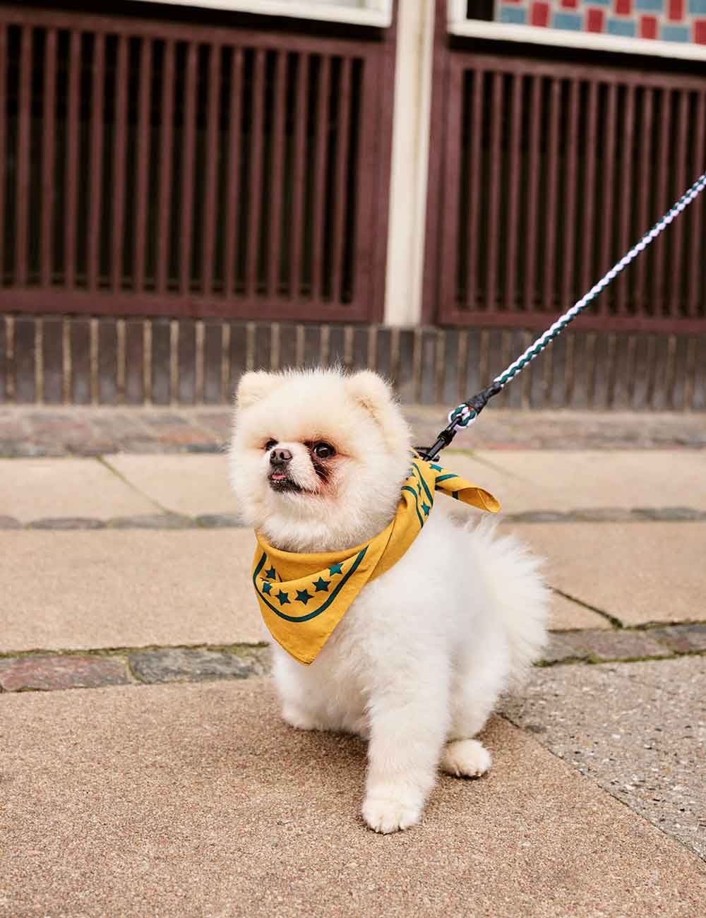 DOG LEASH BRAIDED