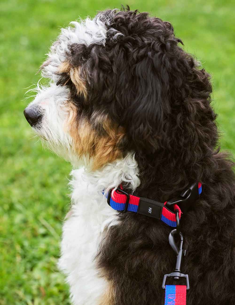 DOG LEASH