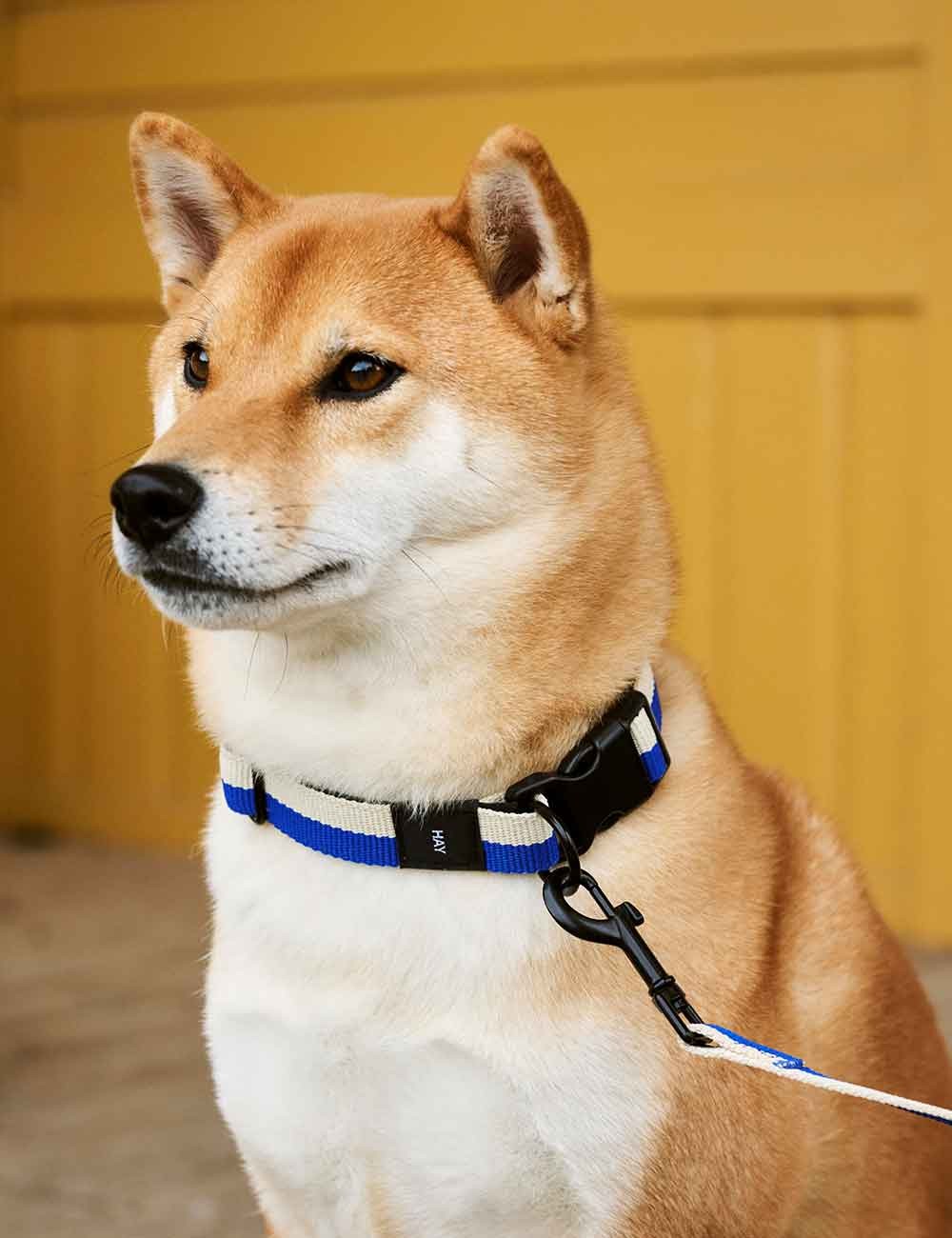 DOG LEASH