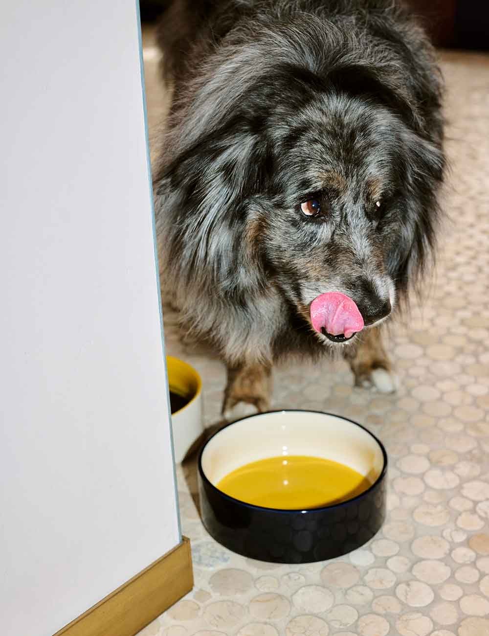 DOGS BOWL L