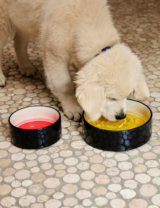 DOGS BOWL S