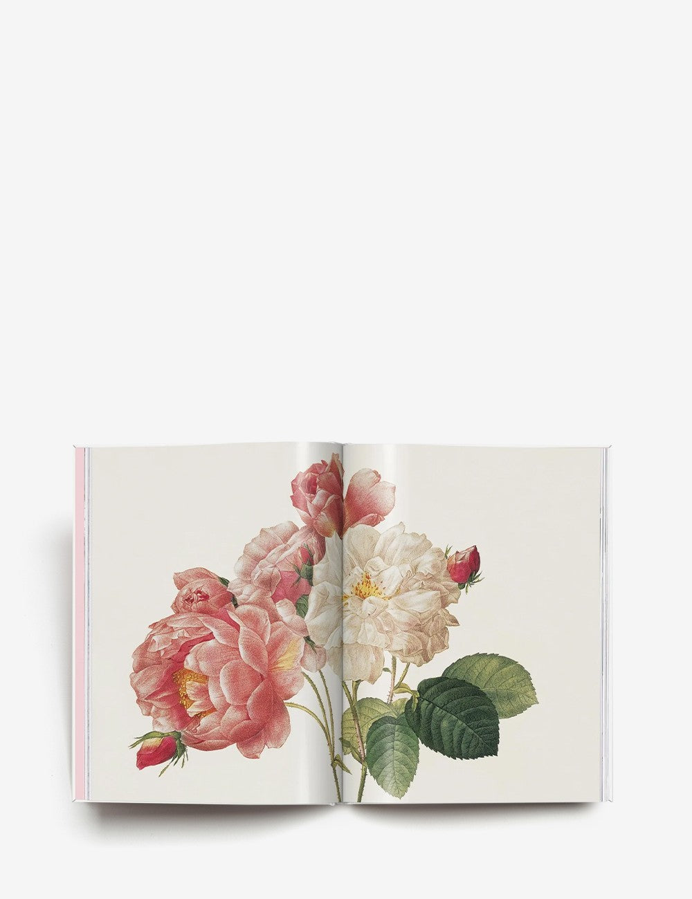 redouté. roses
