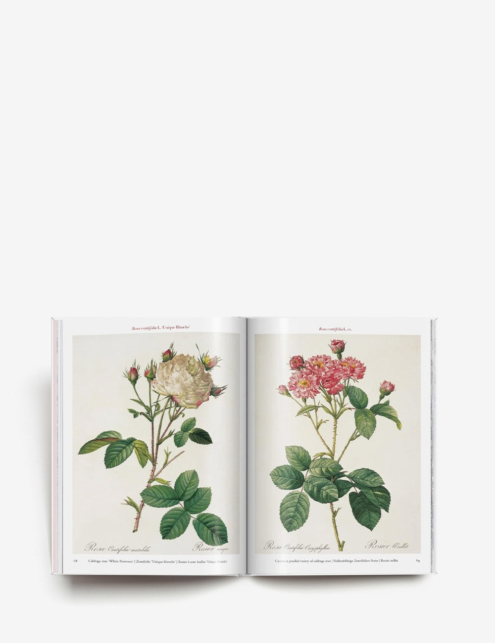 redouté. roses