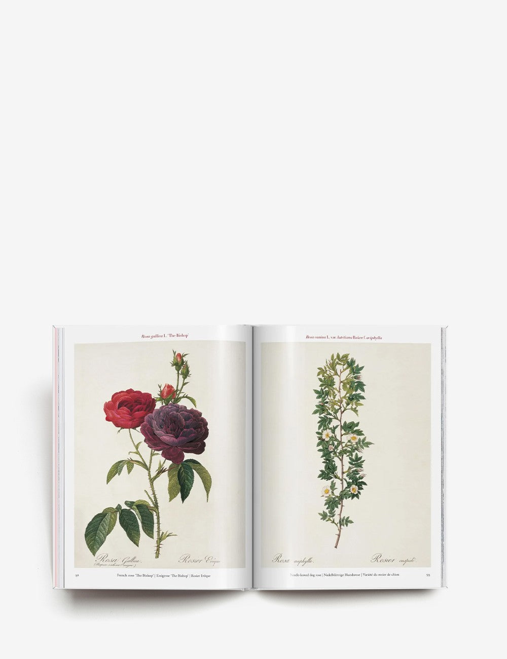 redouté. roses