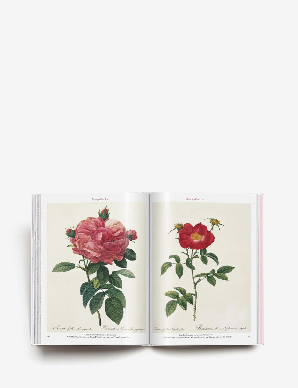 redouté. roses