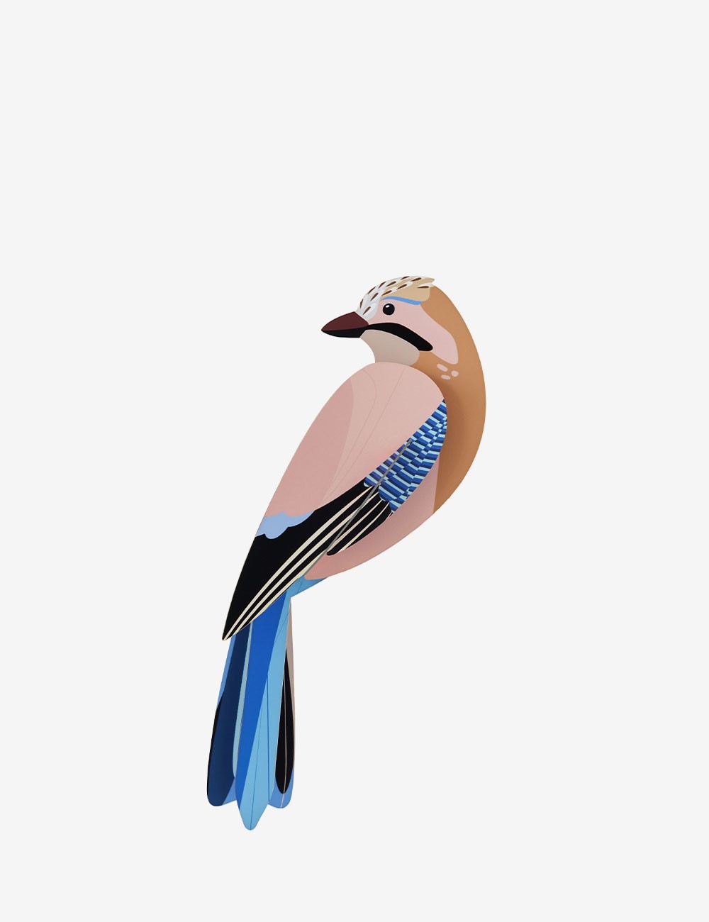 jay