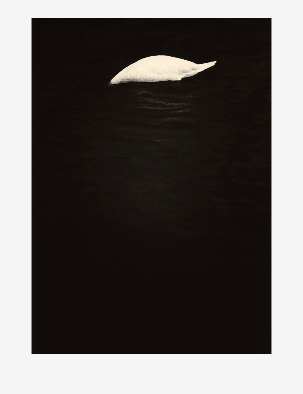 cygne