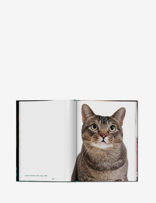 cats