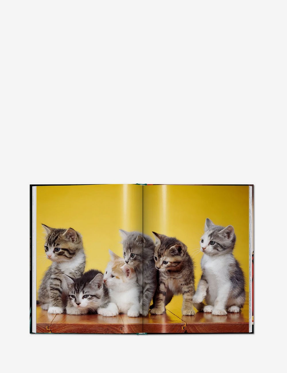 cats