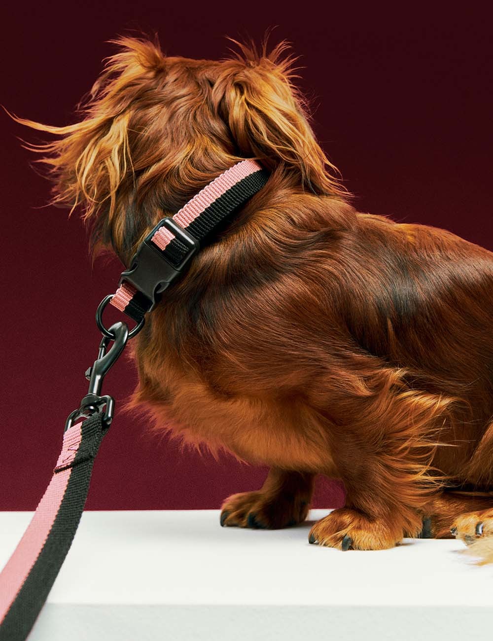 Collar perro HAY Dogs S