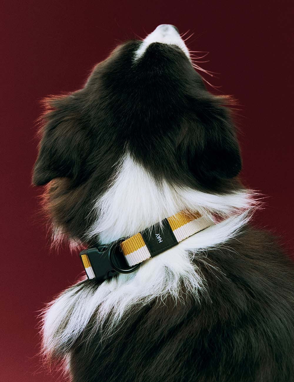 Collar perro HAY Dogs S
