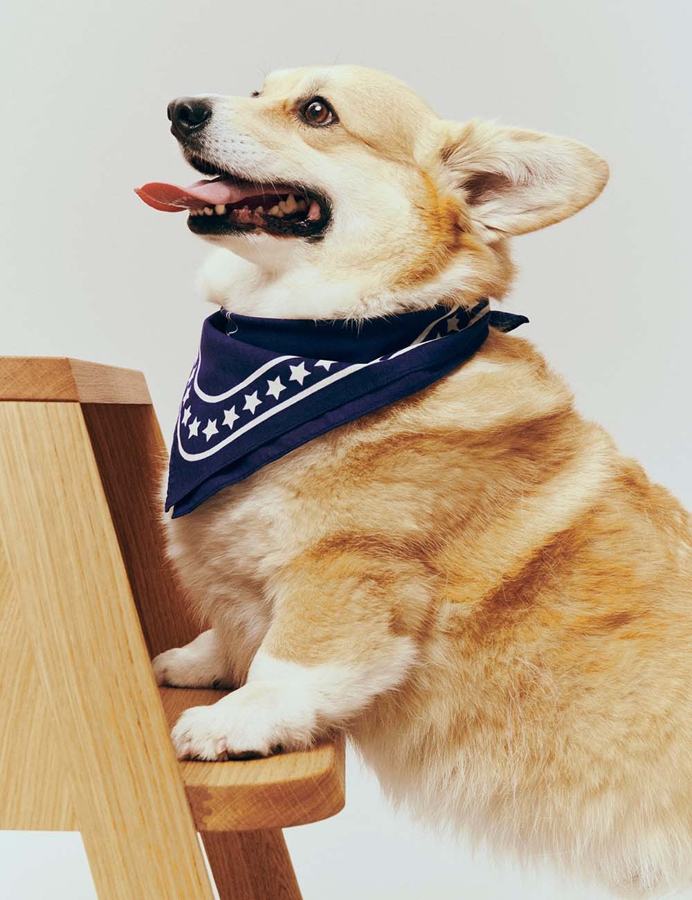 dogs scarf