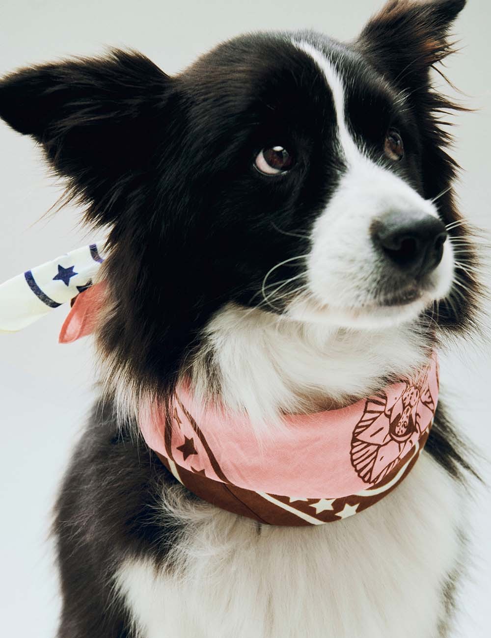 dogs scarf