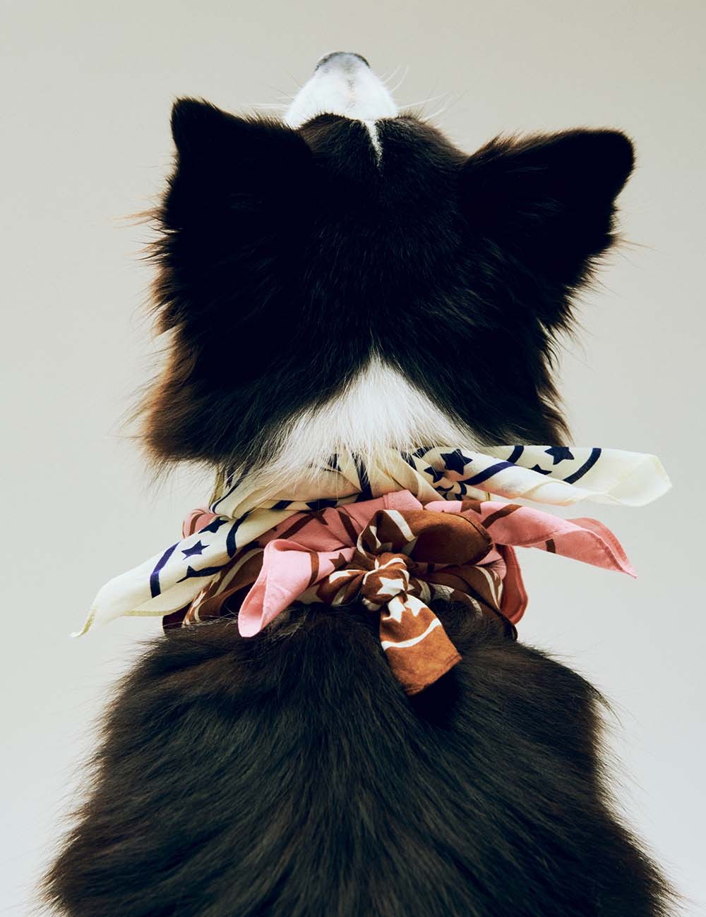 DOGS SCARF