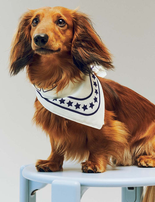 dogs scarf