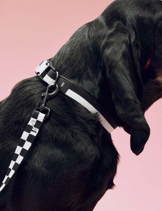 dog leash