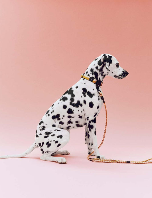 dog leash braided adjustable