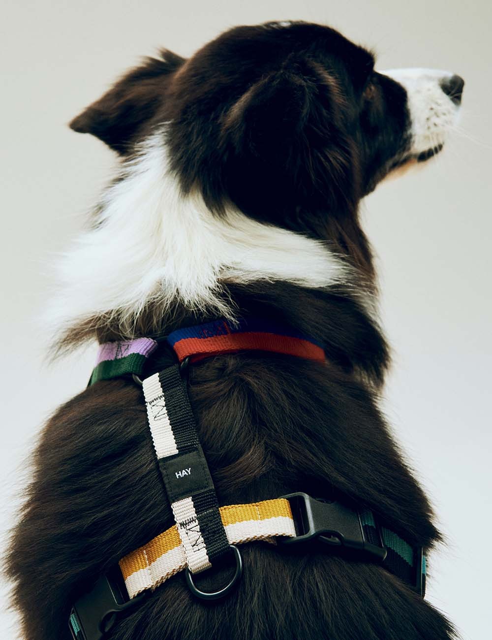 dog harness