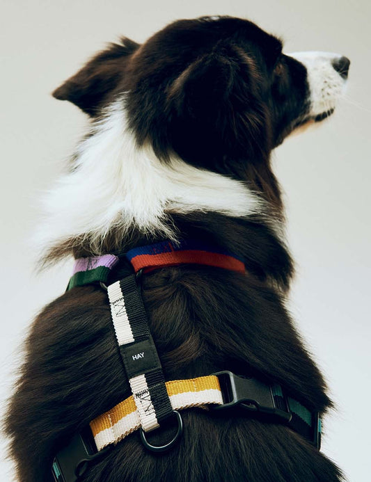dog harness
