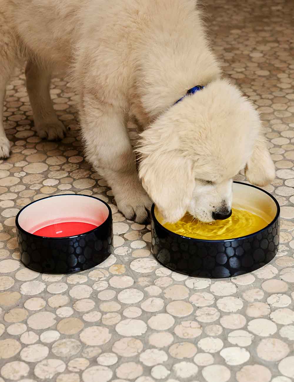 Cuenco perro HAY Dogs L