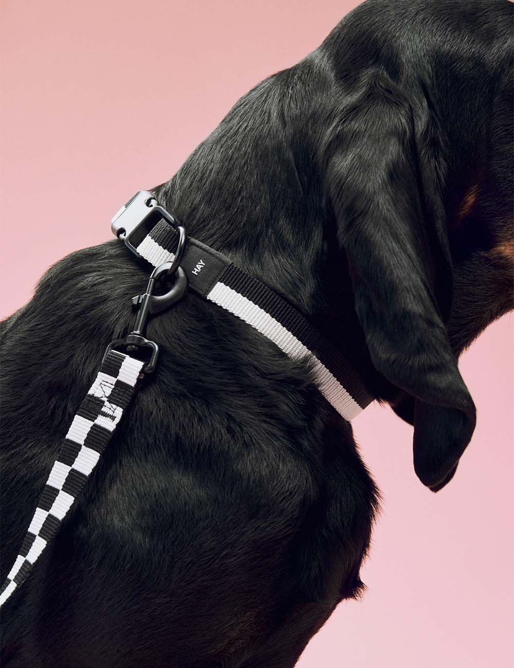 Collier chien HAY Dogs L
