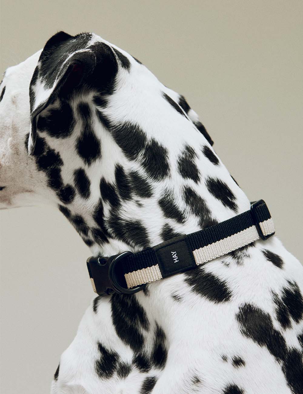 Collier chien HAY Dogs L