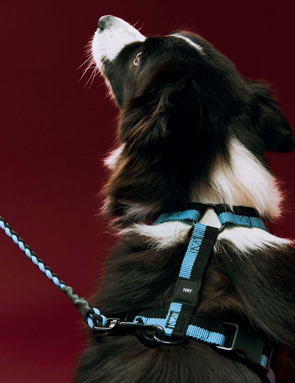 Arnés perro HAY Dogs