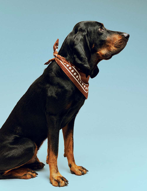 Bandana chien HAY Dogs