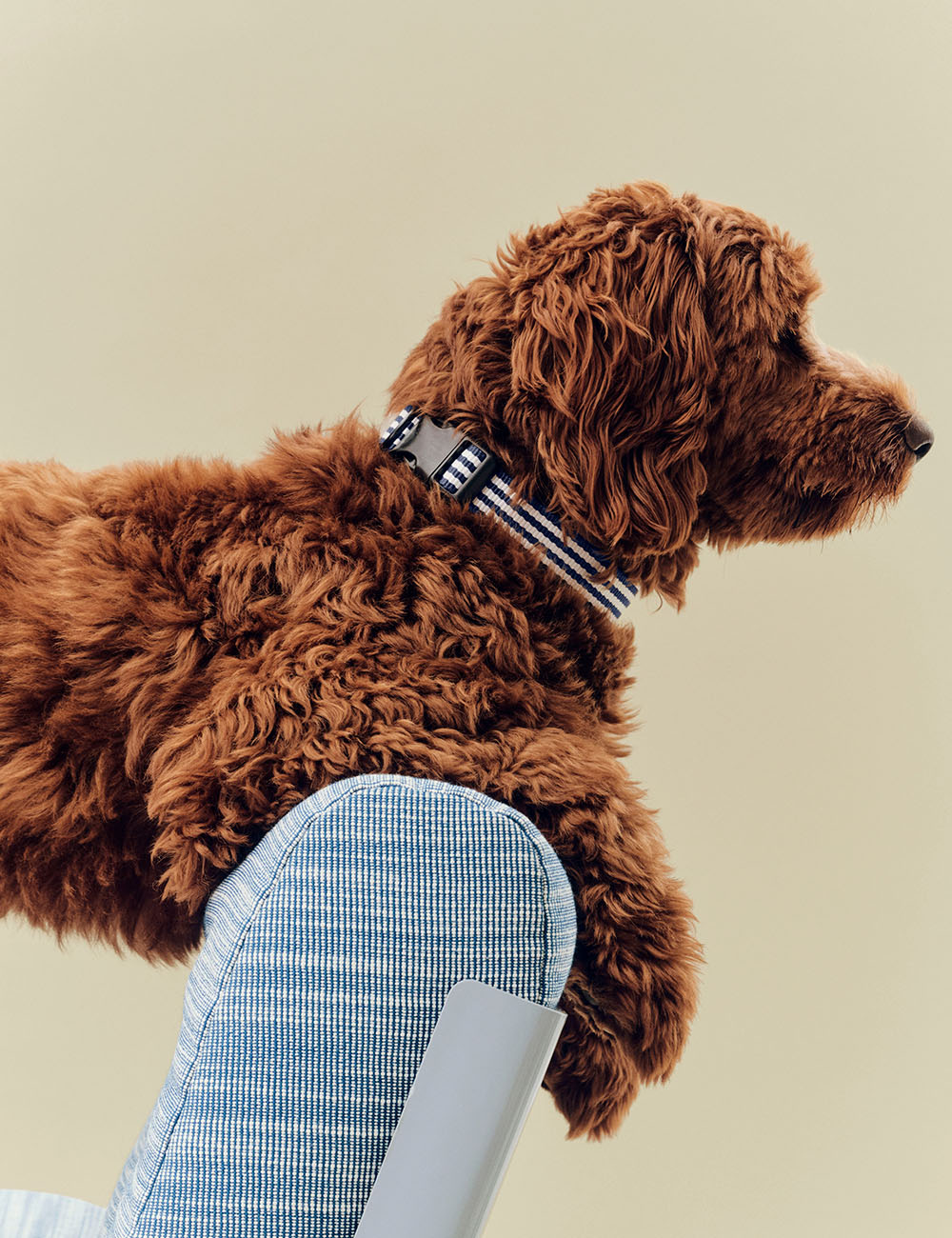 Collar perro M/L HAY Dogs