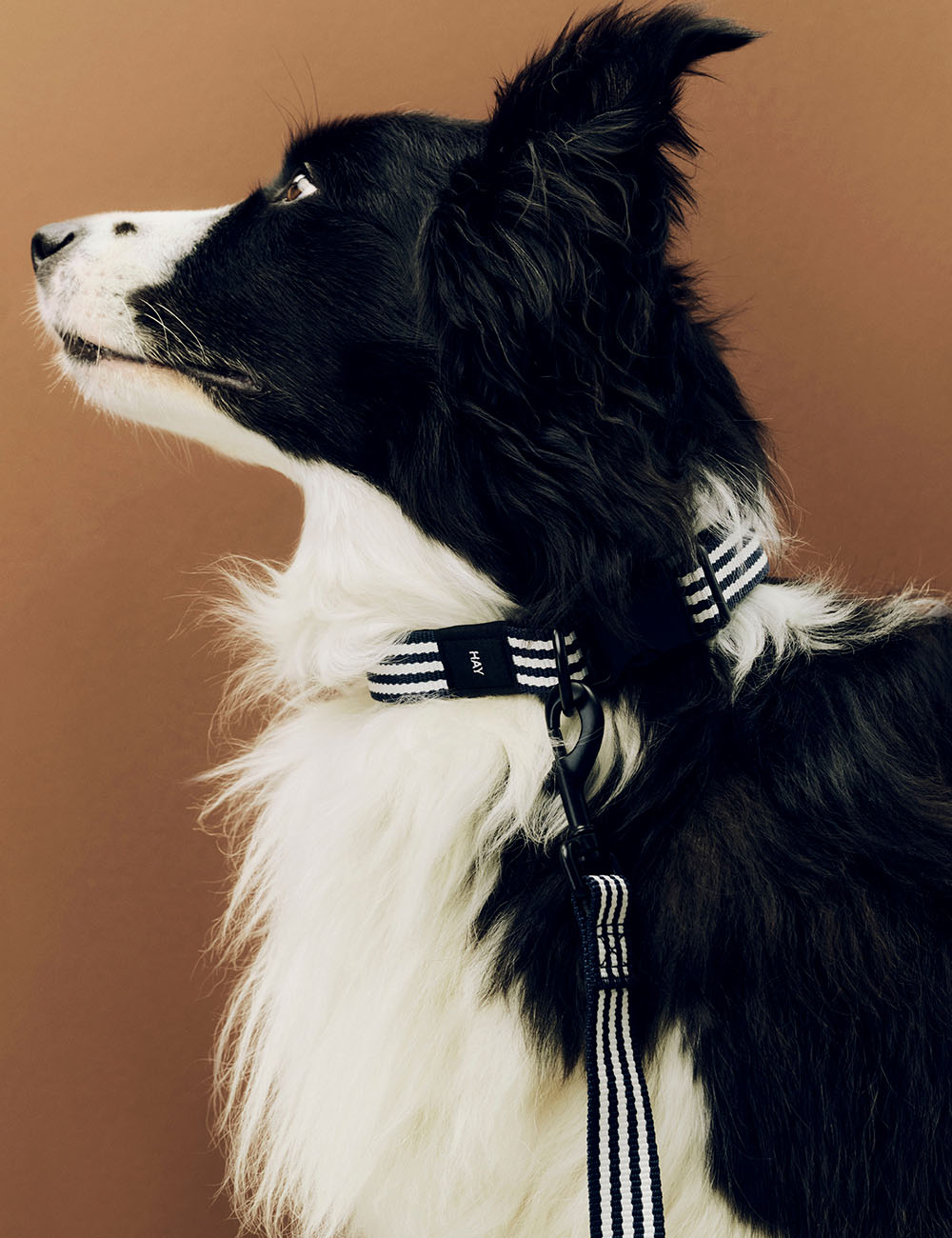 Collar perro M/L HAY Dogs