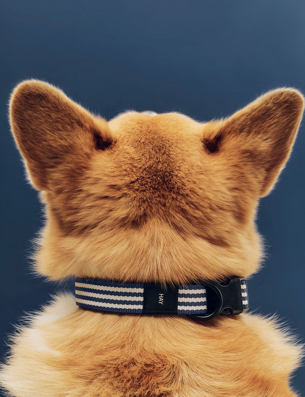 HAY Dogs collar flat M/L