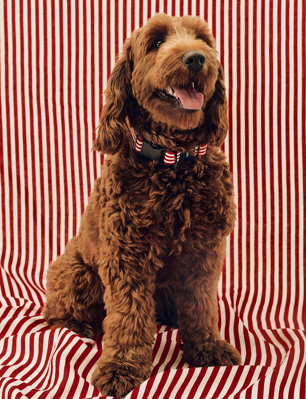 Collar perro M/L HAY Dogs
