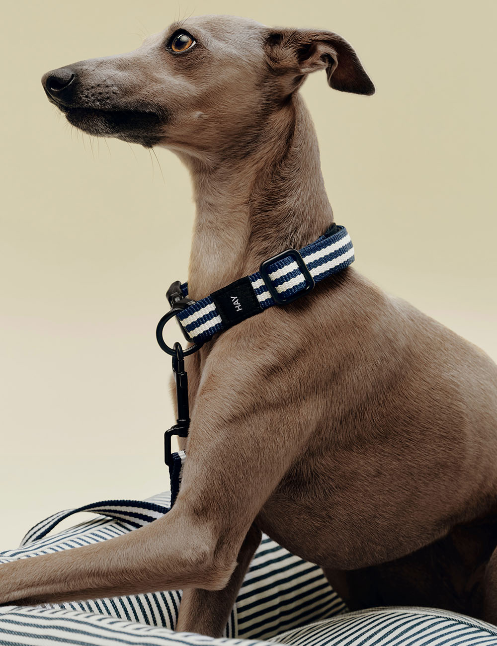 HAY Dogs collar flat S/M