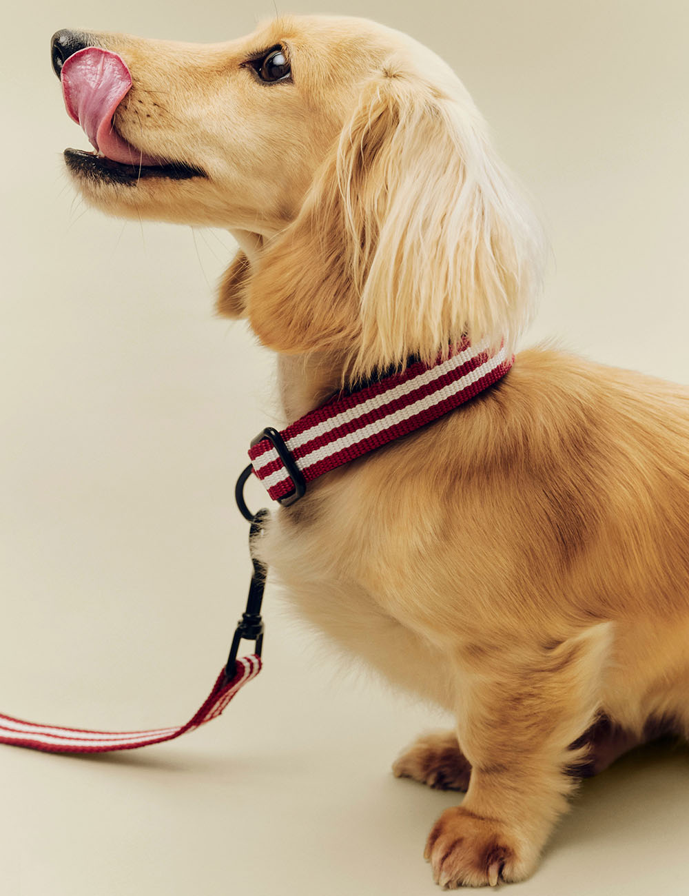 Collar perro S/M HAY Dogs