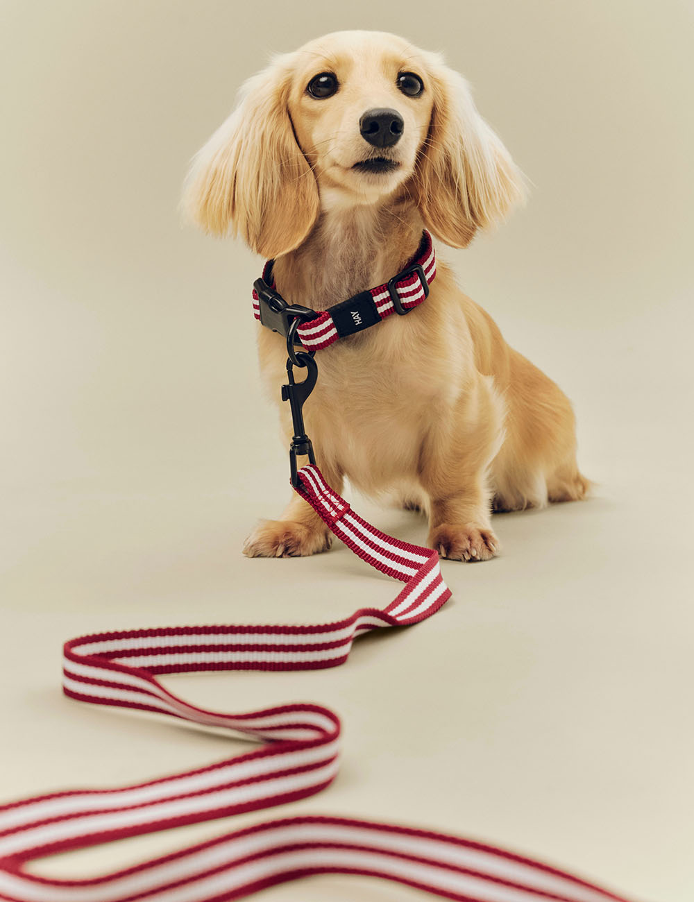 Collar perro S/M HAY Dogs